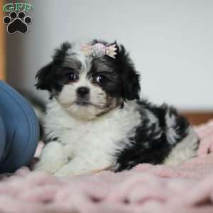 Dolly, Teddy Bear Puppy